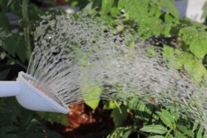 水やり