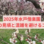 2025年水戸偕楽園の梅の見頃と混雑を避けるコツ