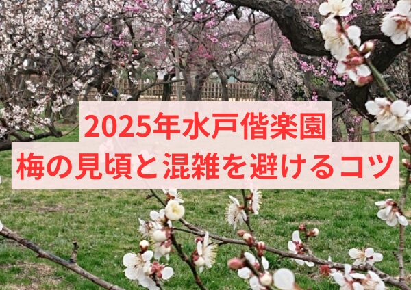 2025年水戸偕楽園の梅の見頃と混雑を避けるコツ